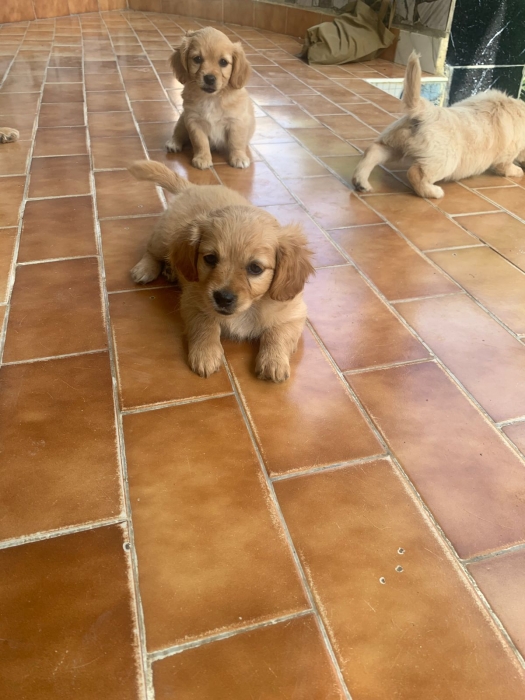 Pekingese