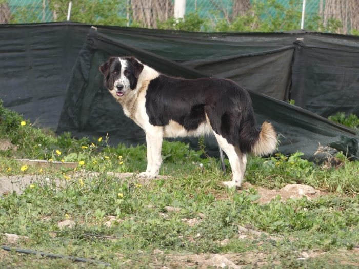 Femelle Aidi Atlas