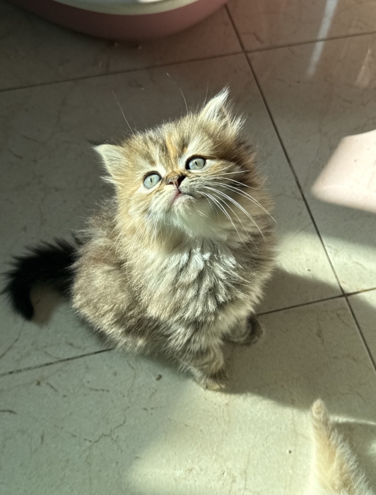 Persan chatton