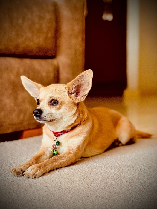 chihuahua femelle