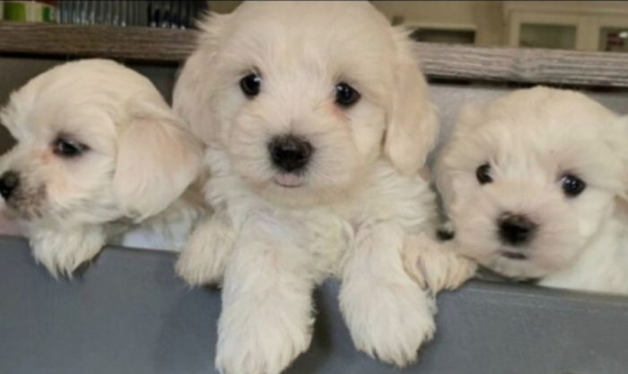 Bichon maltais a vendre