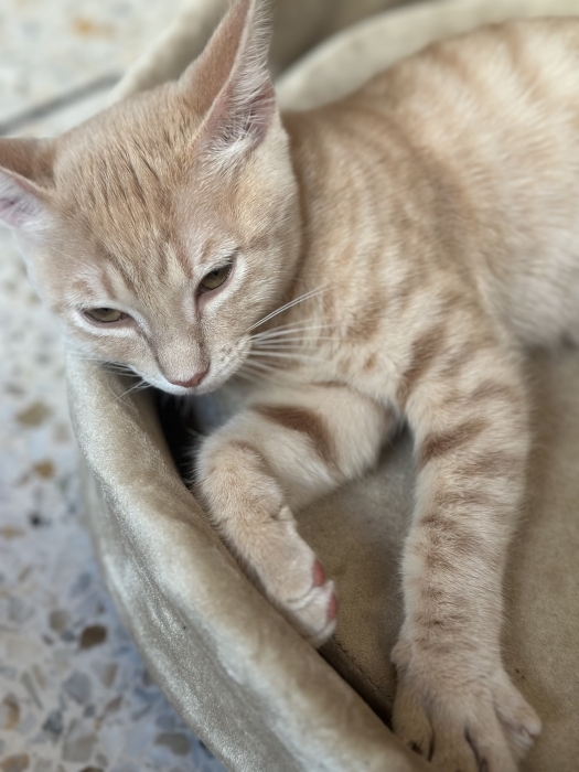 Robe tabby