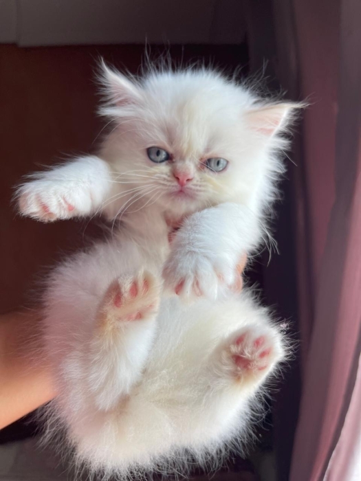 Chat persan chinchilla