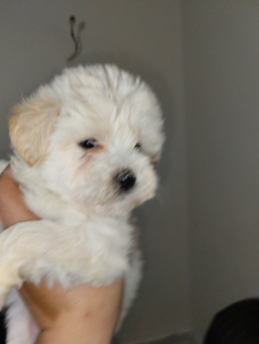 Bichon maltais