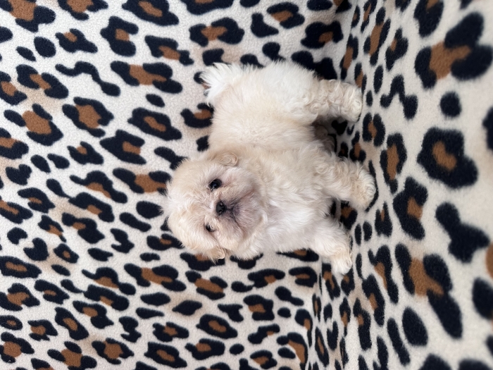 Canich shihtzu