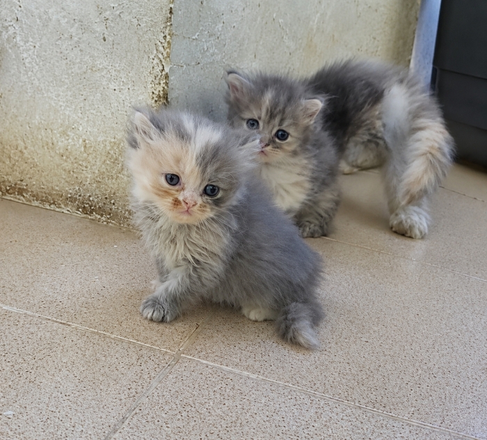 Chatons persan chanchilla