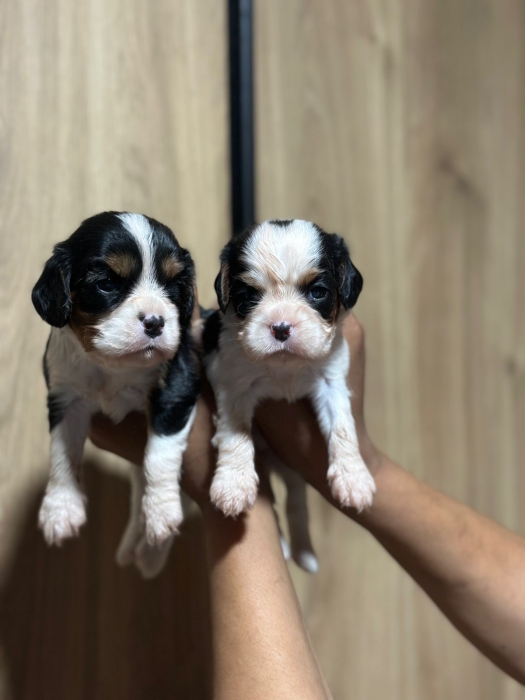 Cavalier kings charles
