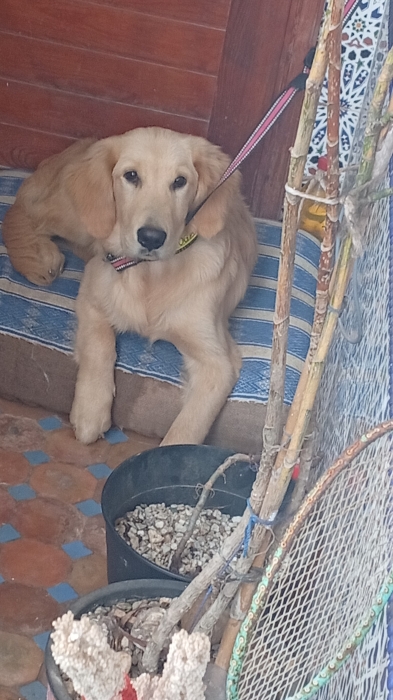 golden retriever