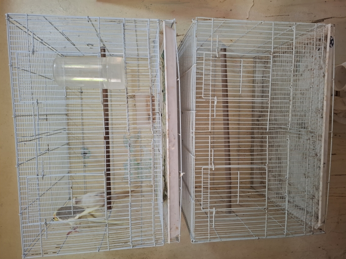 Cage des perroquet