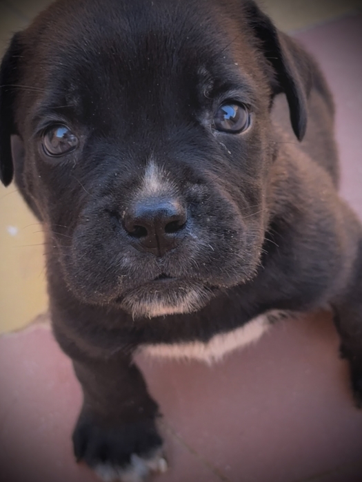 Cane corso