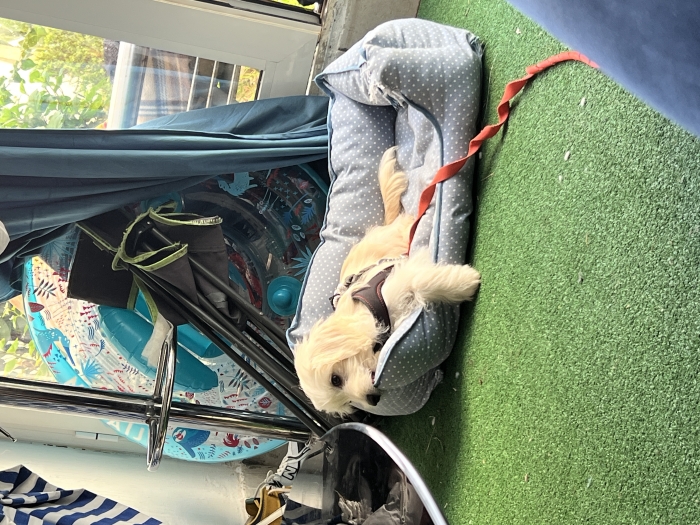 Bichon maltais
