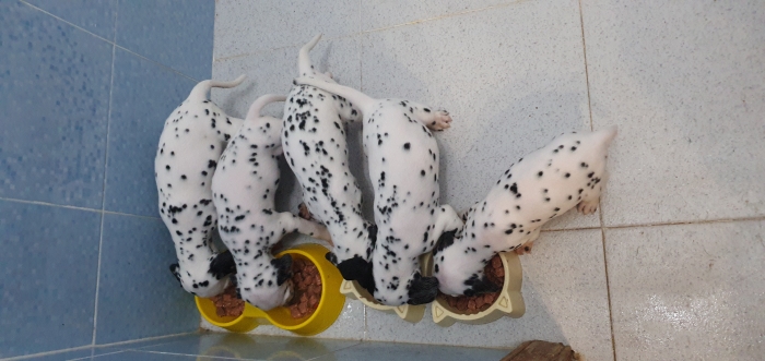 DALMATIEN