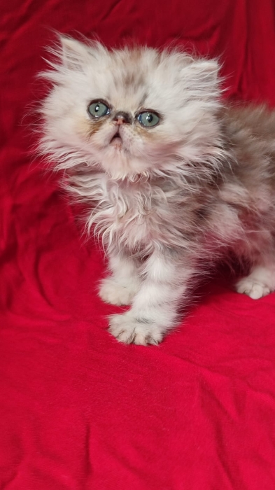 Chaton persan  male