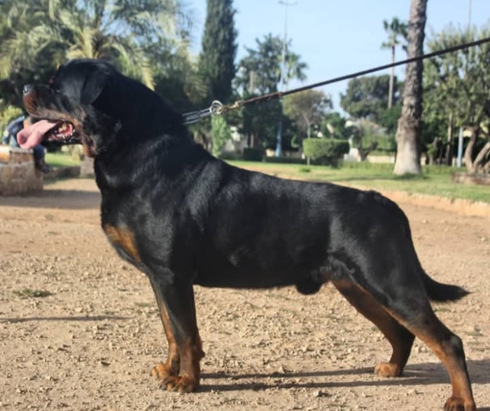 Chiots Rottweiler