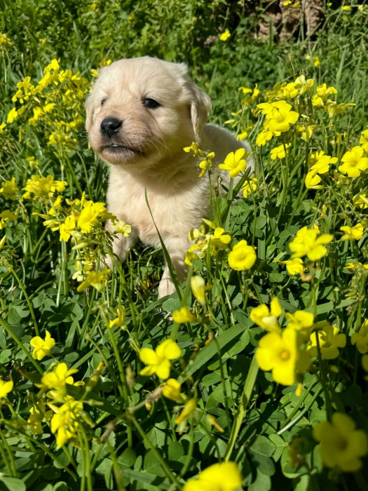 Chiot Golden Retriever