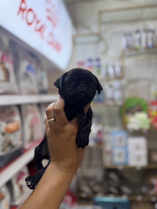Chiot carlin