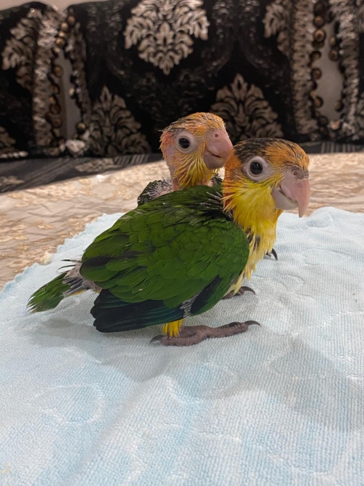 Bébé perroquet Caique tête orange