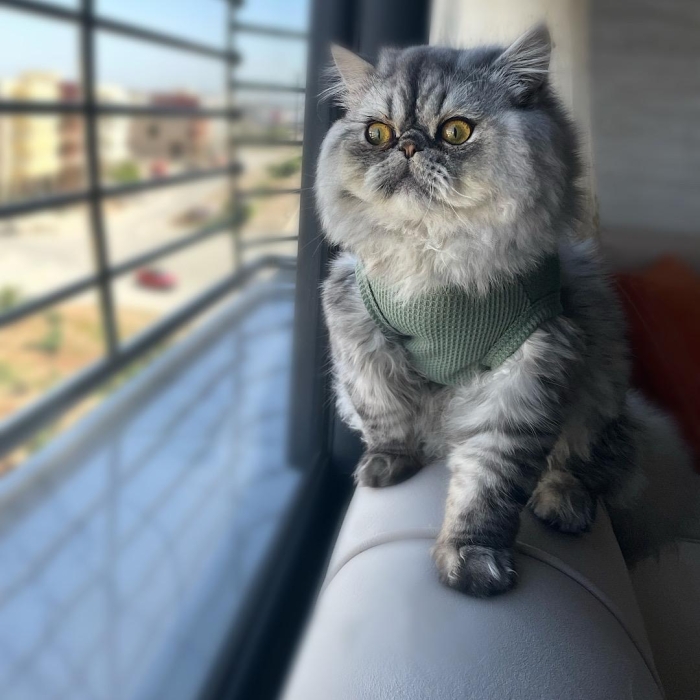 Chat Persan