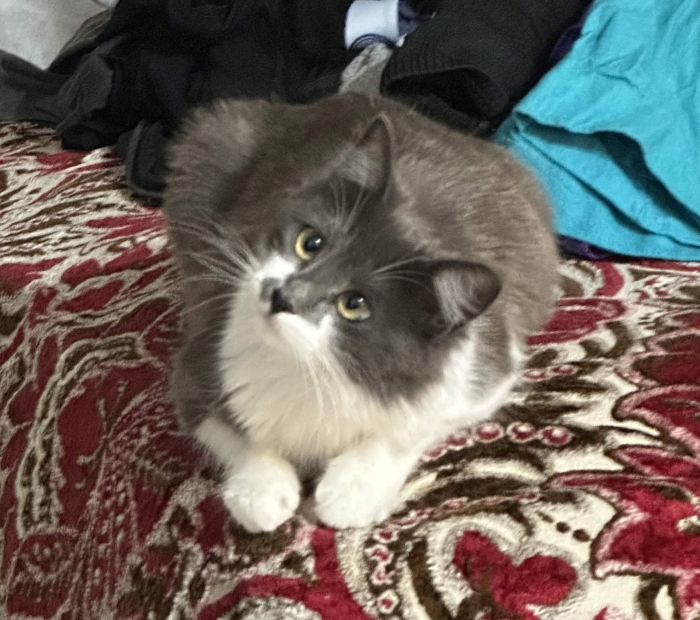 Lucy chat vaccinné