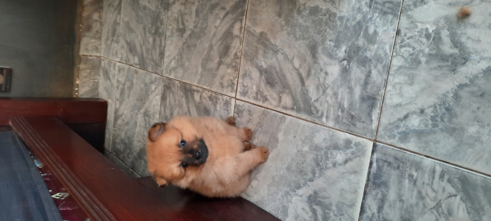 Spitz