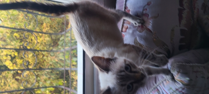 Femelle SIamois 3 mois adoption
