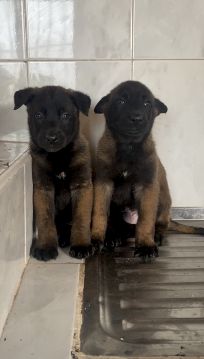 Malinois charbonné