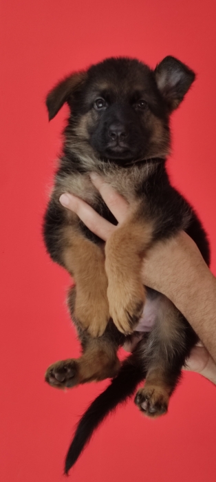 Berger Allemand