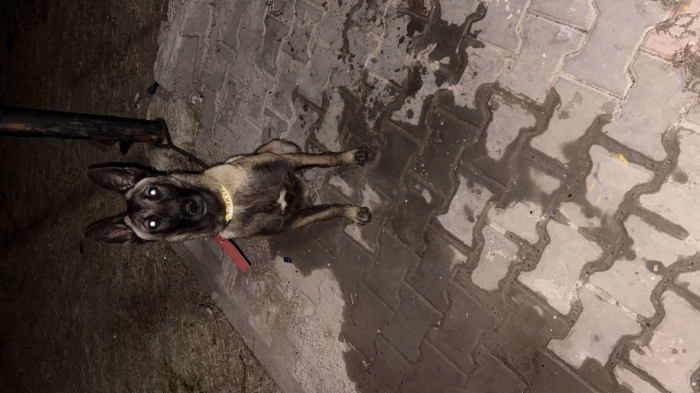 Malinoi