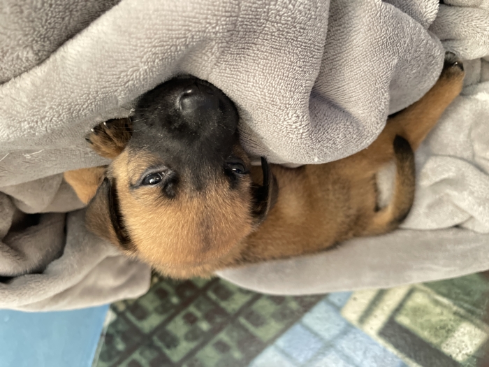 Chiot malinoi
