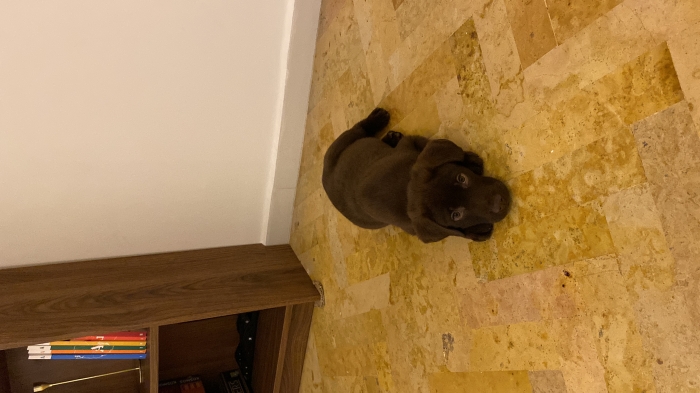 Chiot labrador chocolat