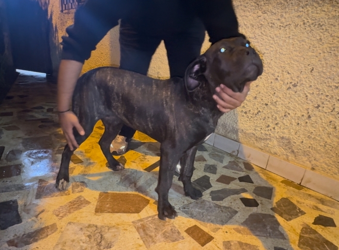 Femelle cane corso pedigree