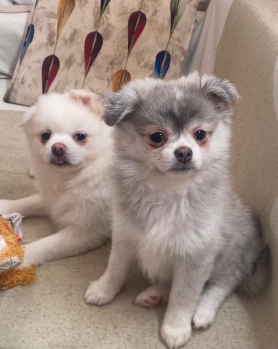 Chihuahua