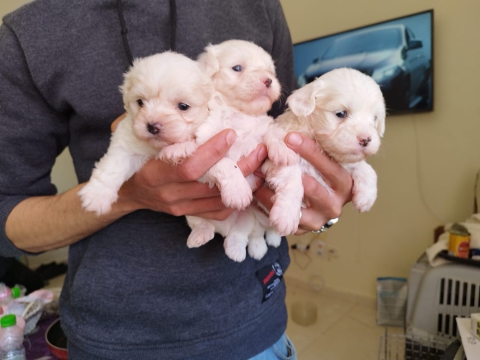 Bichon maltais nain