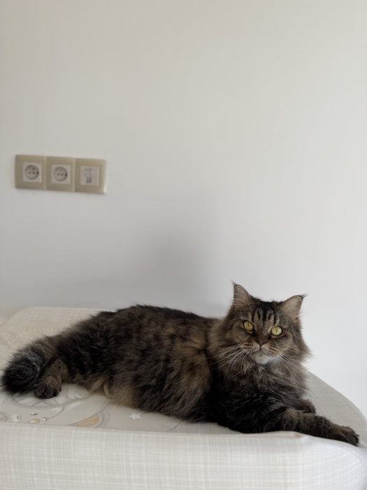 Adoption persan
