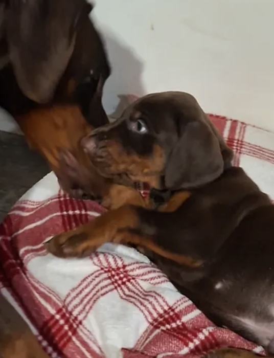 Chiots doberman