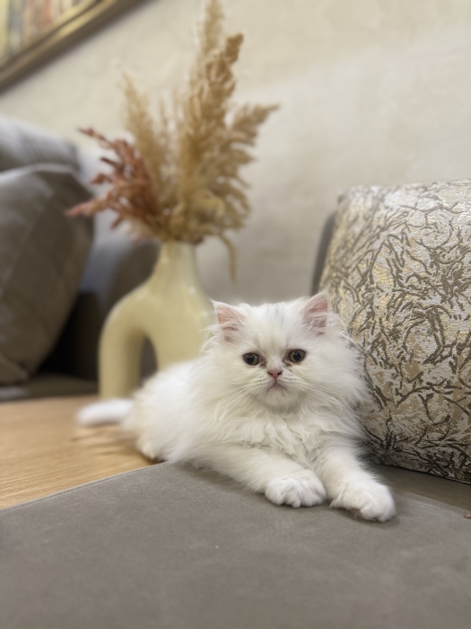 Chaton persan