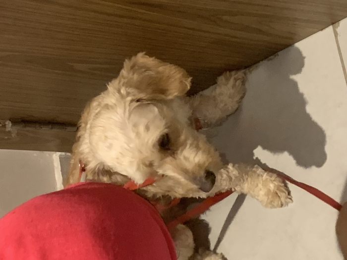 Bichon havanais