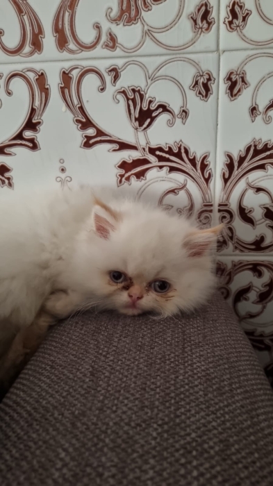 Chat persan age 2mois