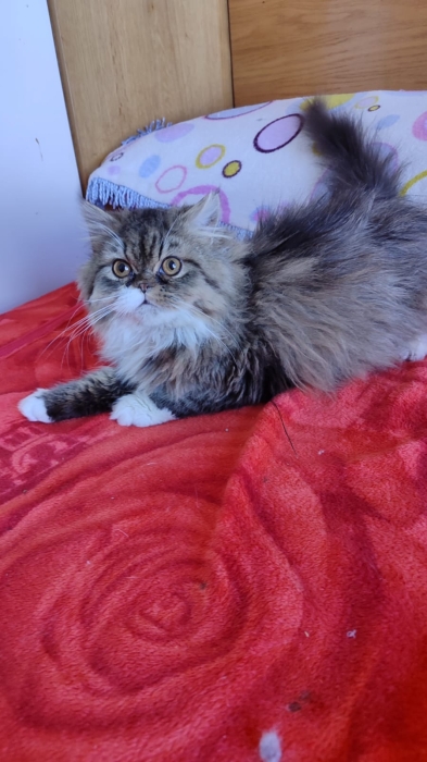 Chaton persan male