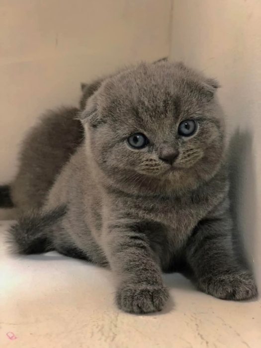 scottish fold chaton