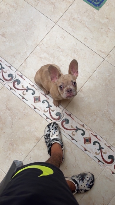 Bull dog exotique