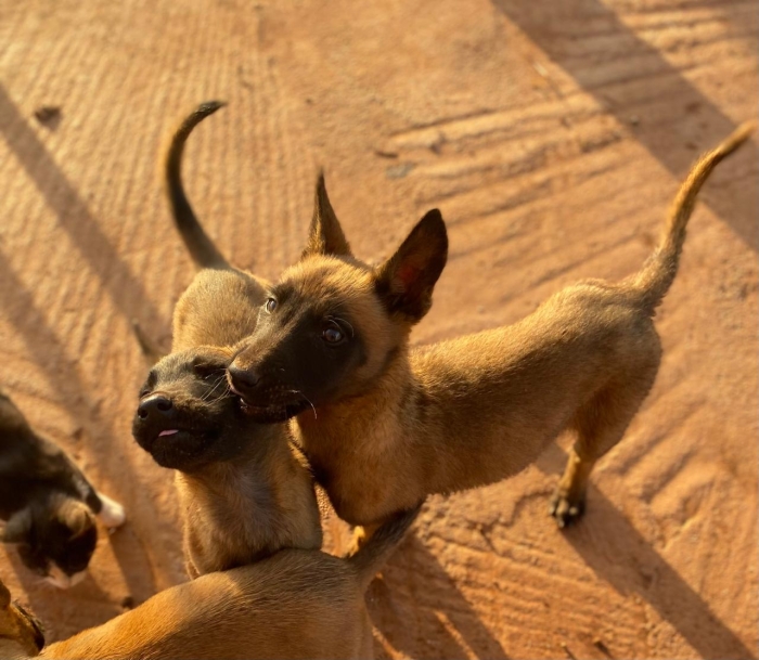 Malinois Belg