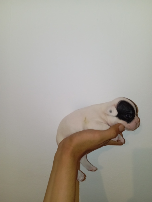 Bulldog