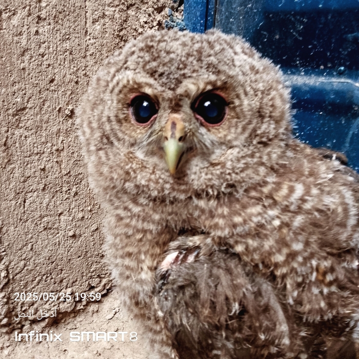 Hibou بومة