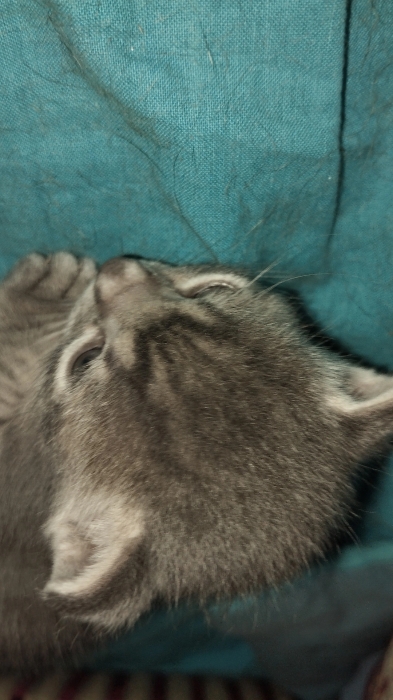 Chaton gratuit