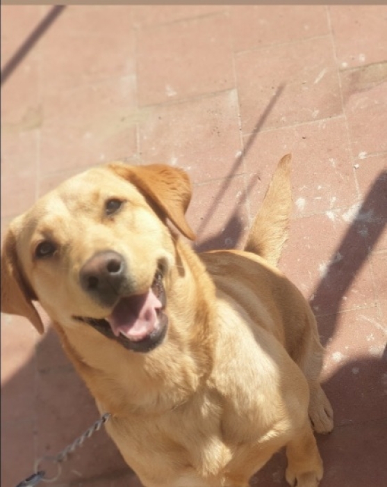 Labrador gold femelle