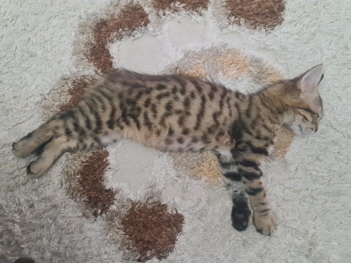Chat Toyger 3 moi