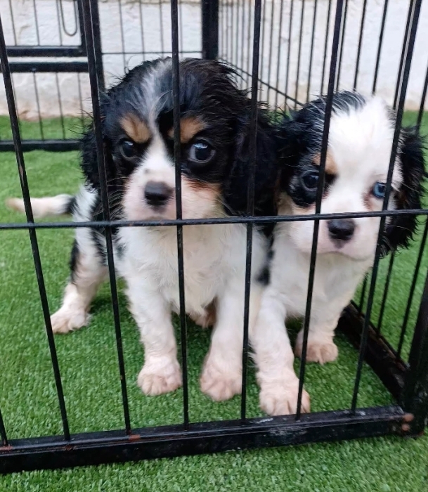 Cavalier king charles
