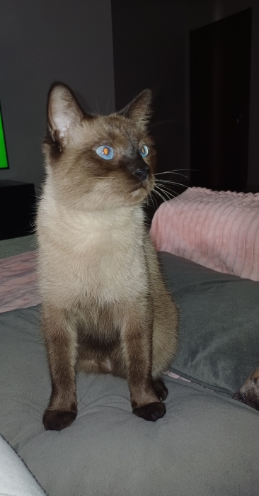 Siamois