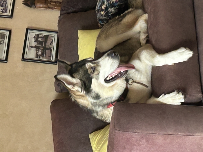 Husky a adopter